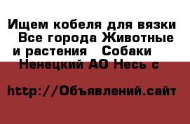 Ищем кобеля для вязки - Все города Животные и растения » Собаки   . Ненецкий АО,Несь с.